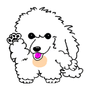 Lamb of white poodle Lamb of white poodle