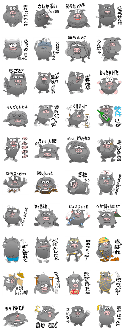 The Berkshire pig of Kagoshima