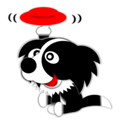 Poly funny border collie