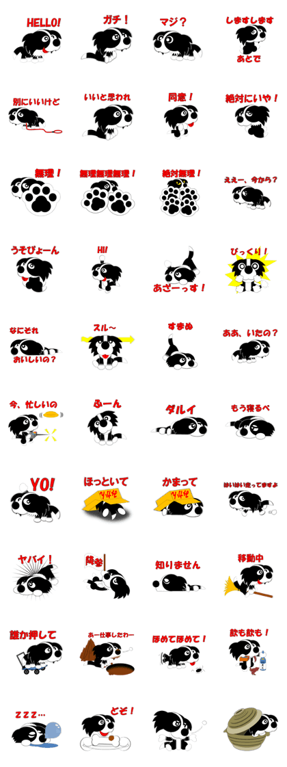 Poly funny border collie