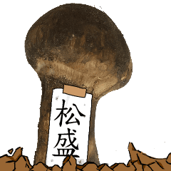 松茸研究家松盛さんのマツタケ