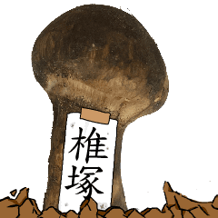 松茸研究家椎塚さんのマツタケ