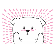 Xin Xin Maltese dog Xin Xin Maltese dog