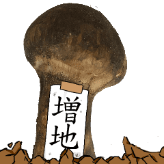 松茸研究家増地さんのマツタケ