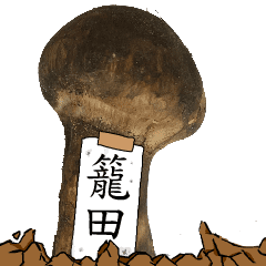 松茸研究家籠田さんのマツタケ