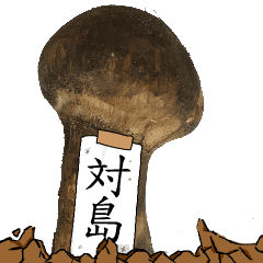 松茸研究家対島さんのマツタケ