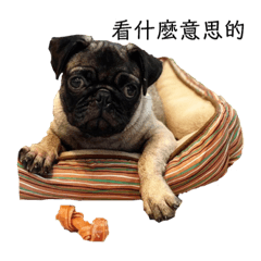 巴哥犬肉肉特輯