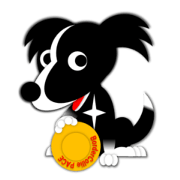 Pace of black border collie.