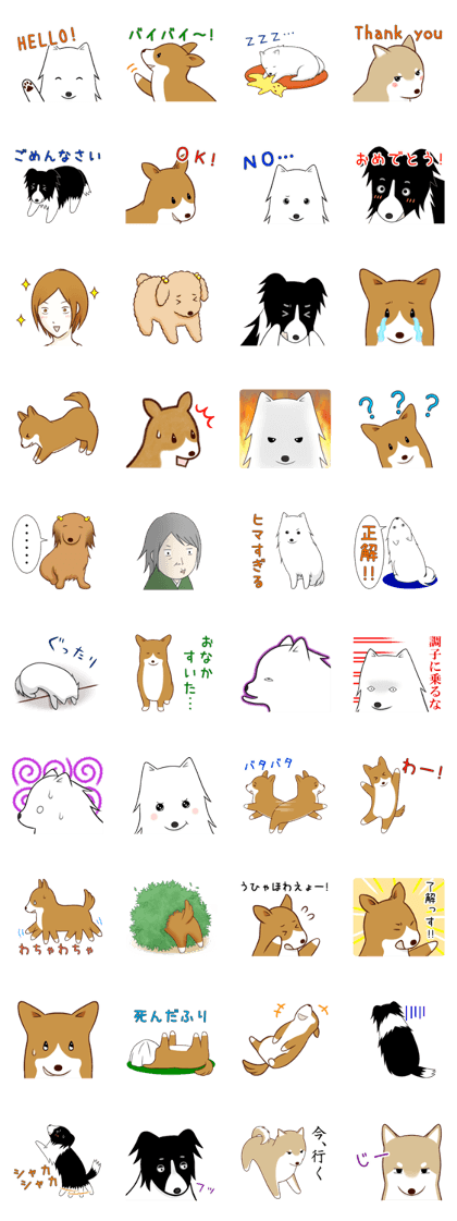 white pomeranian and puppies white pomeranian and puppies