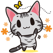 American Shorthair "Mito"