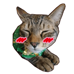 Sticker with real cat photo