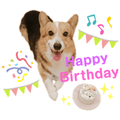 Welsh Corgi riku Part1