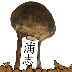 松茸研究家浦志さんのマツタケ