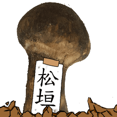 松茸研究家松垣さんのマツタケ