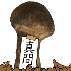 松茸研究家真間さんのマツタケ