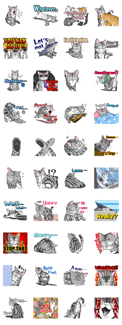 Cat American Shorthair(English ver.)