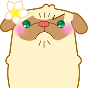 Pug Jane dog's life