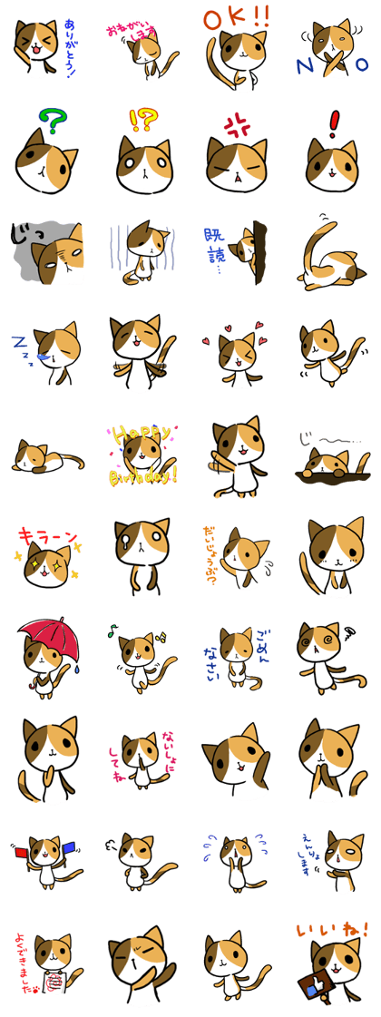Calico cat