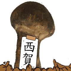 松茸研究家西賀さんのマツタケ