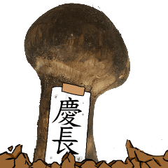 松茸研究家慶長さんのマツタケ
