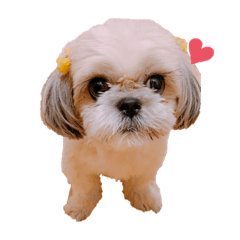 suzu_20191222083712