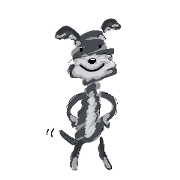 Lovely Miniature Schnauzer!