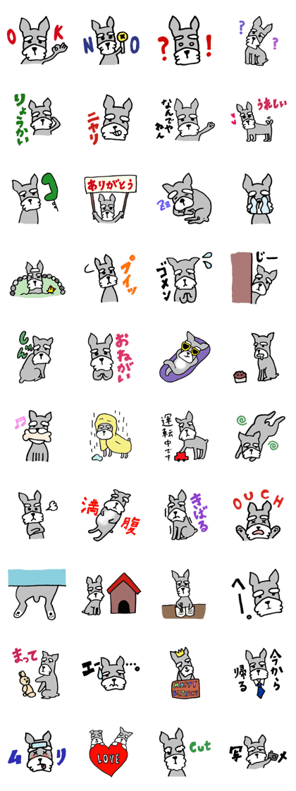 Miniature schnauzer Arao