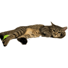 kurumi_20191222132208