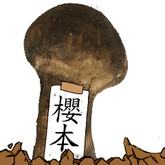 松茸研究家櫻本さんのマツタケ