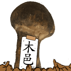 松茸研究家木邑さんのマツタケ