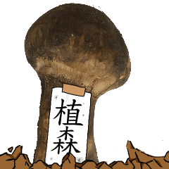 松茸研究家植森さんのマツタケ