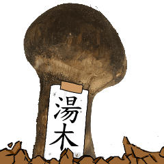 松茸研究家湯木さんのマツタケ