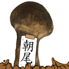 松茸研究家朝尾さんのマツタケ