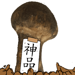 松茸研究家神品さんのマツタケ