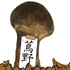 松茸研究家蔦野さんのマツタケ