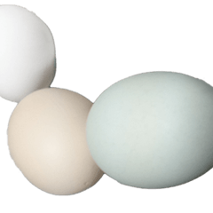 Food Series : Three Color Eggs