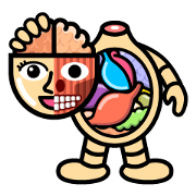 Anatomical Model Mamoru