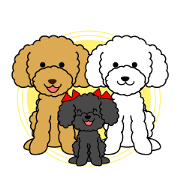 I likes a toy poodle.