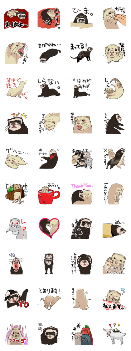 Chacha and Kuro good friend ferret