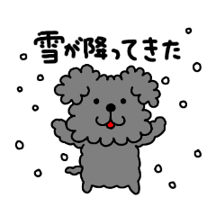 Toy poodle winter style