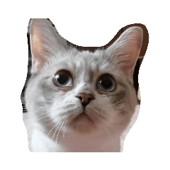 nekonekopeta