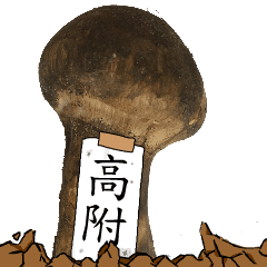 松茸研究家高附さんのマツタケ