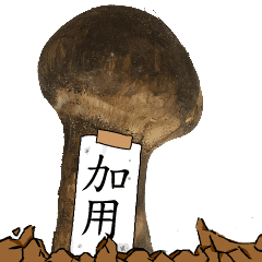 松茸研究家加用さんのマツタケ