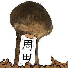松茸研究家周田さんのマツタケ