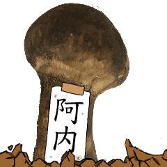 松茸研究家阿内さんのマツタケ