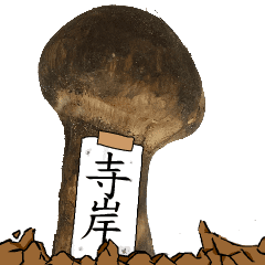 松茸研究家寺岸さんのマツタケ