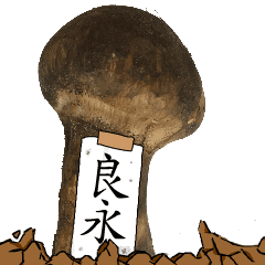 松茸研究家良永さんのマツタケ