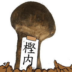 松茸研究家樫内さんのマツタケ