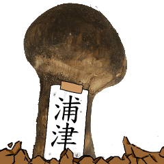 松茸研究家浦津さんのマツタケ