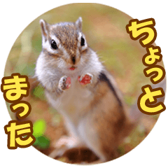 可愛いシマリスの写真スタンプ その1 Line スタンプ Line Store